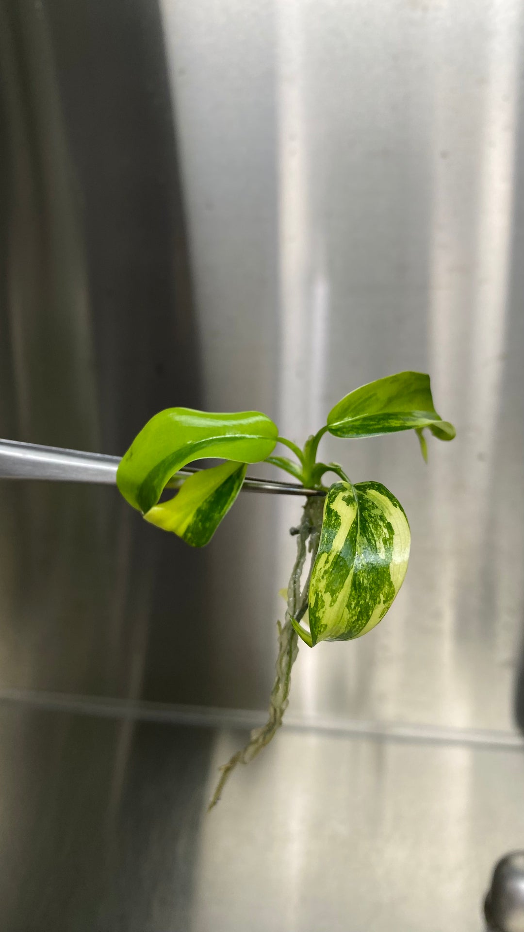 Philodendron Variegated Domesticum Plantlets