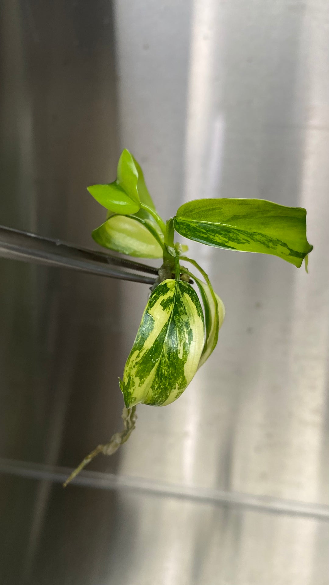 Philodendron Variegated Domesticum Plantlets