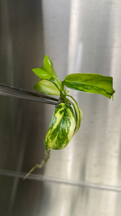 Philodendron Variegated Domesticum Plantlets (1)