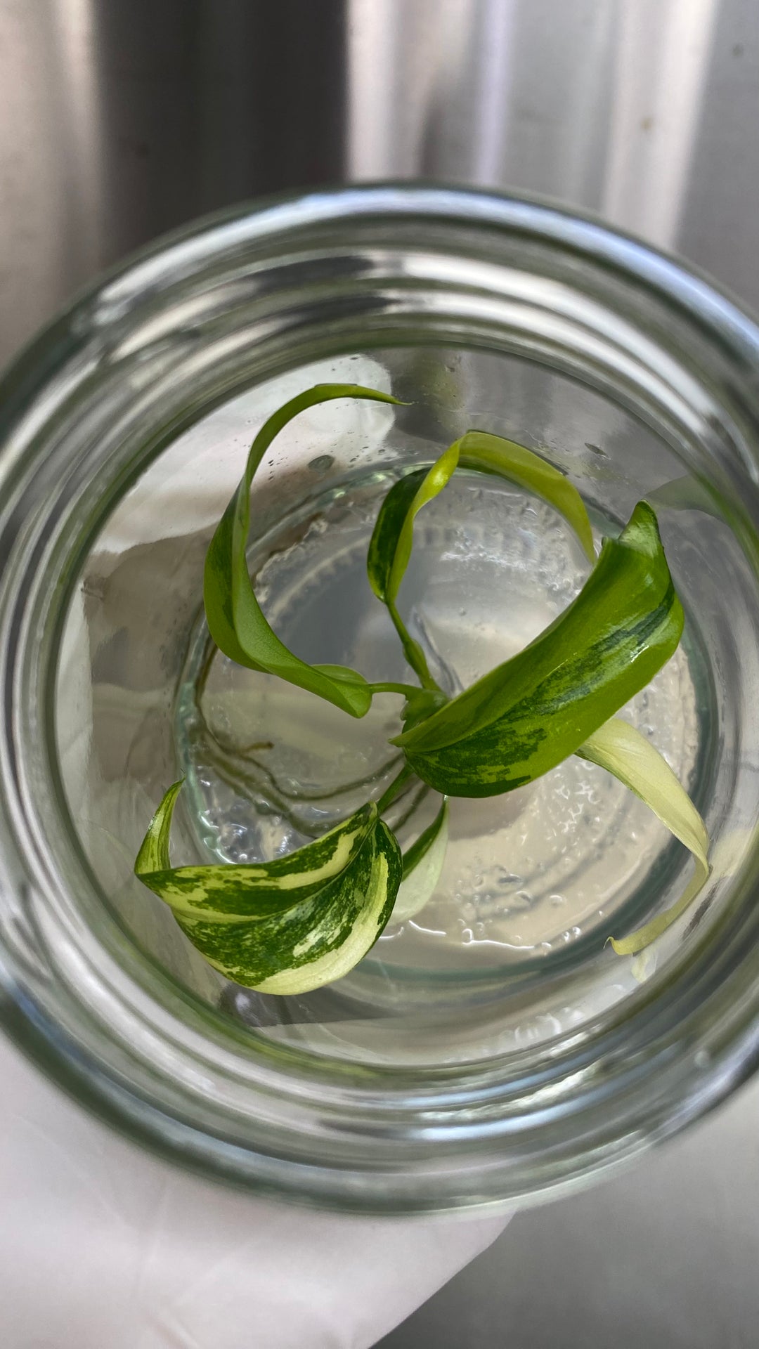 Philodendron Variegated Domesticum Plantlets