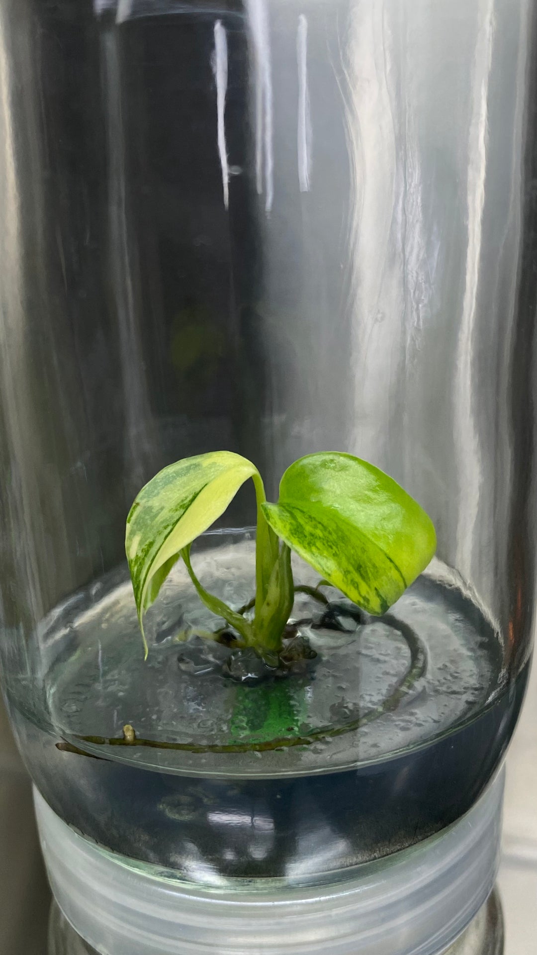 Monstera Deliciosa Yellow Marilyn Plantlet