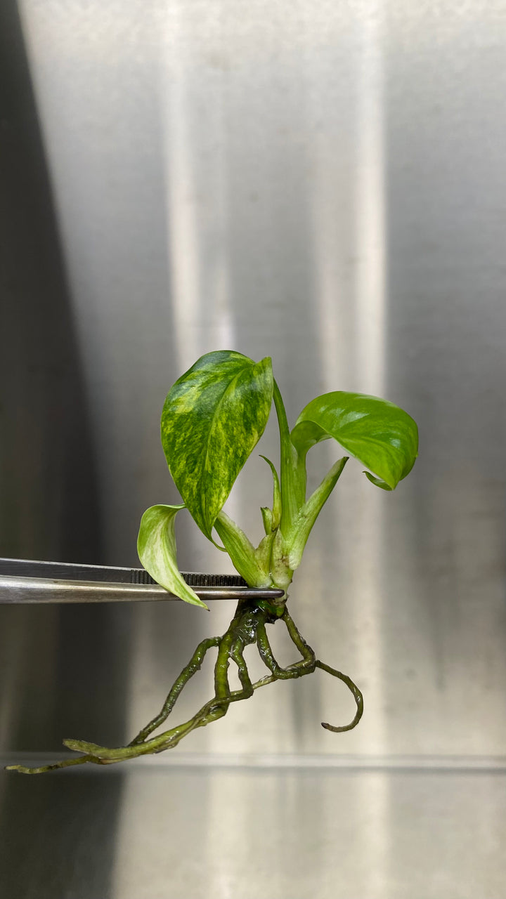 Monstera Deliciosa Yellow Marilyn tissue culture plantlet in agar gel, showcasing yellow variegation on green leaves.