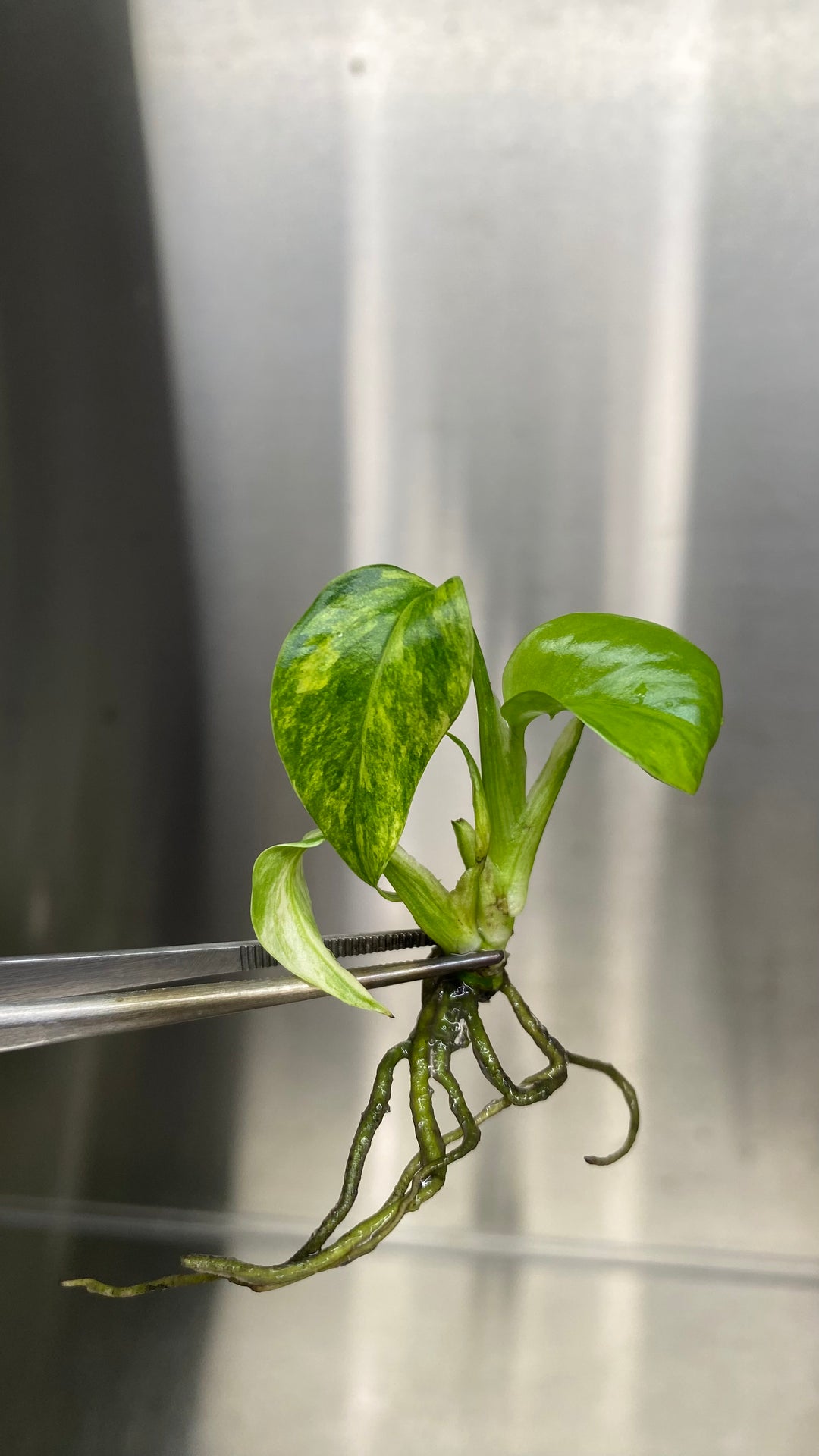 Monstera Deliciosa Yellow Marilyn plantlet in tissue culture with visible green and yellow variegated leaves.