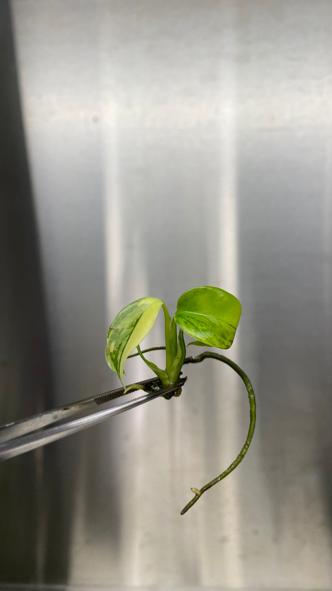 Monstera Deliciosa Yellow Marilyn Tissue Culture plantlet with green and yellow variegated leaves.