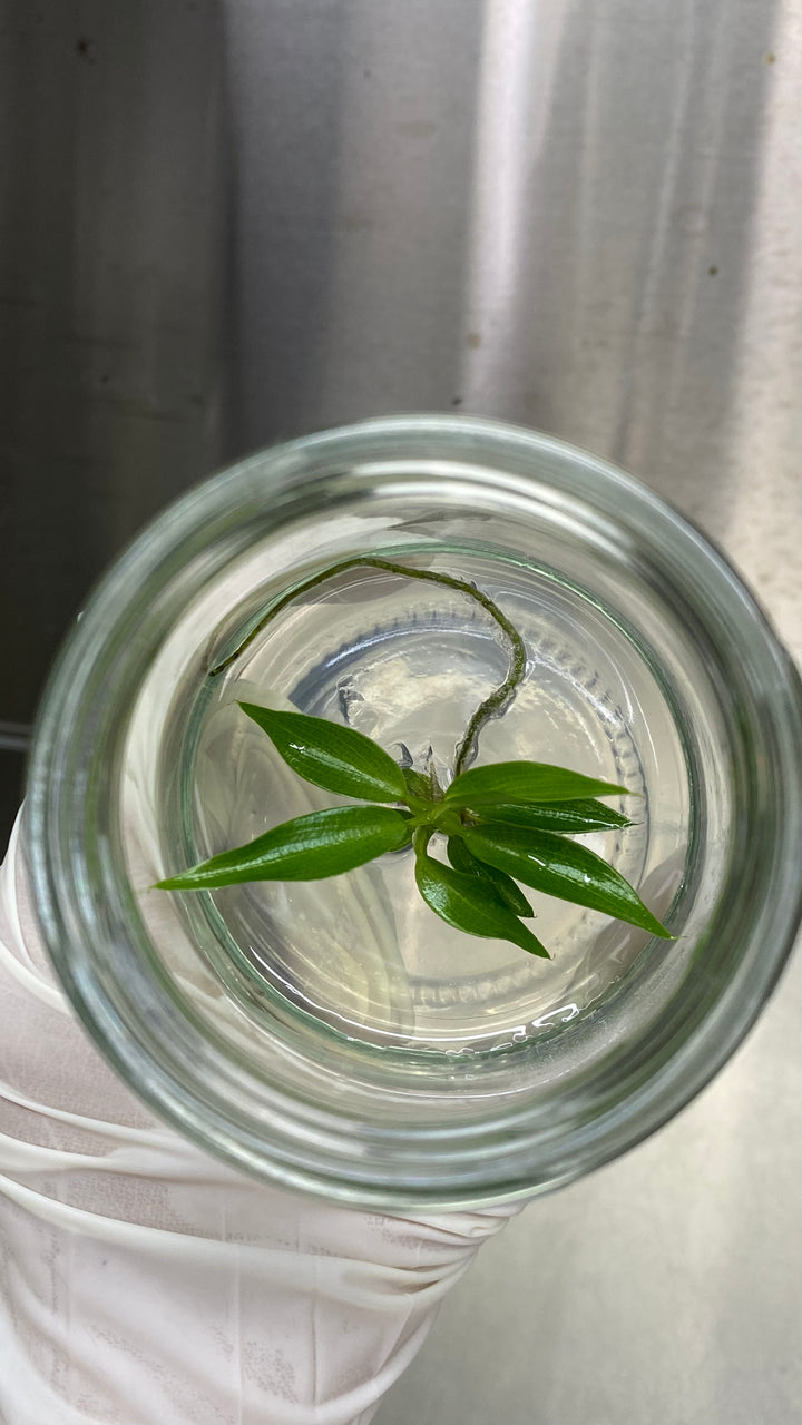 Philodendron Spiritus Sancti tissue culture in agar gel, viewed from above in a glass container.