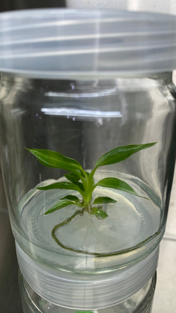 Philodendron Spiritus Sancti Tissue Culture in agar gel for acclimation, rare exotic plant in a clear container.