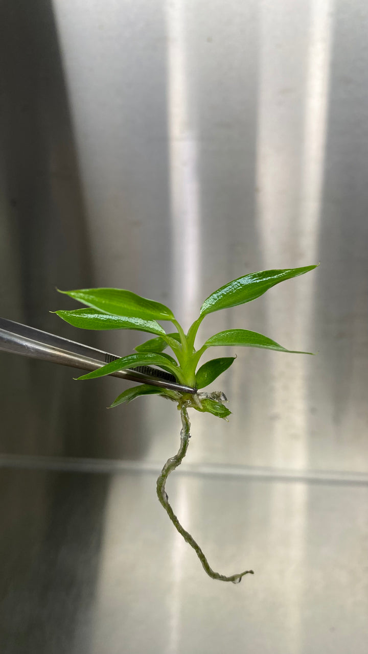 Philodendron Spiritus Sancti tissue culture in agar gel, ready for acclimation.