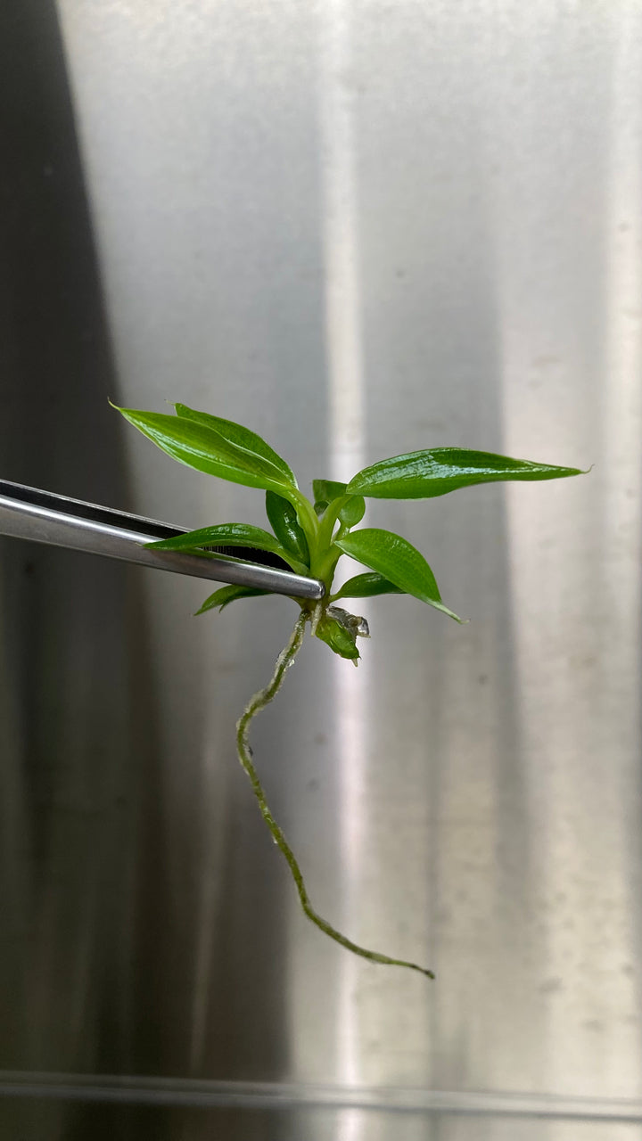 Philodendron Spiritus Sancti tissue culture plantlet with elongated, sword-like leaves.