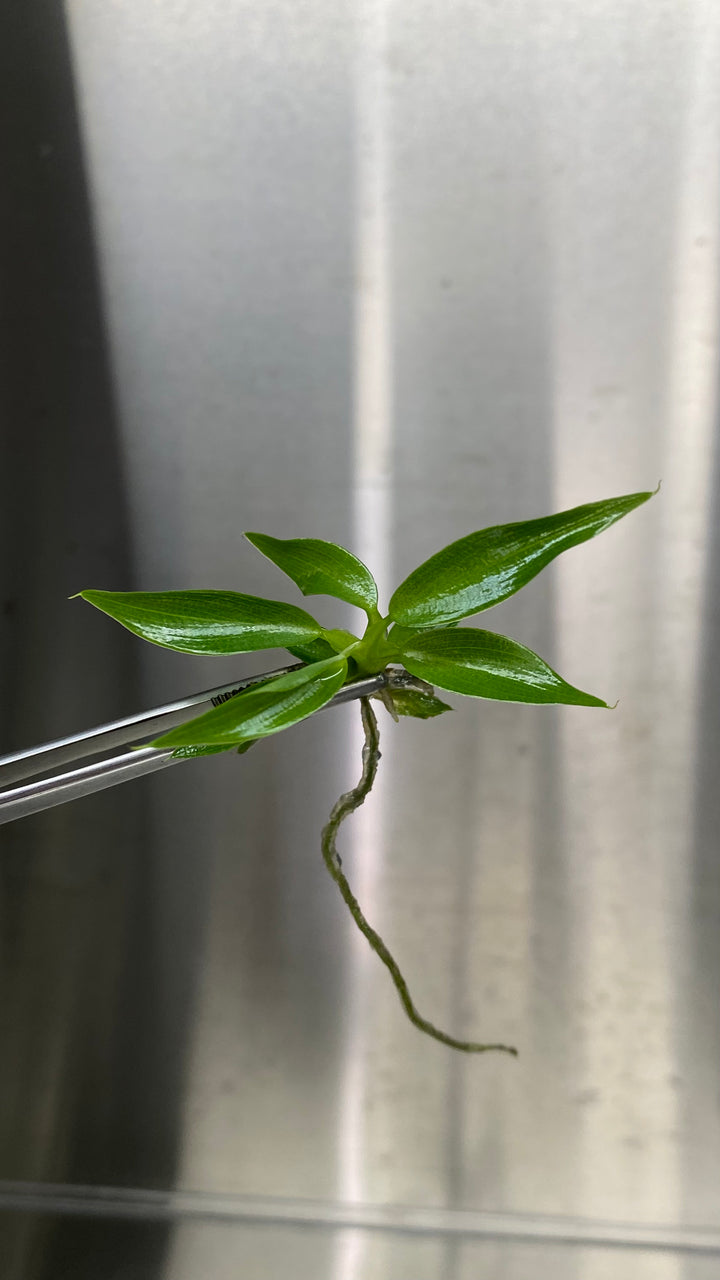 Philodendron Spiritus Sancti tissue culture with elongated green leaves in agar gel, held by tweezers.