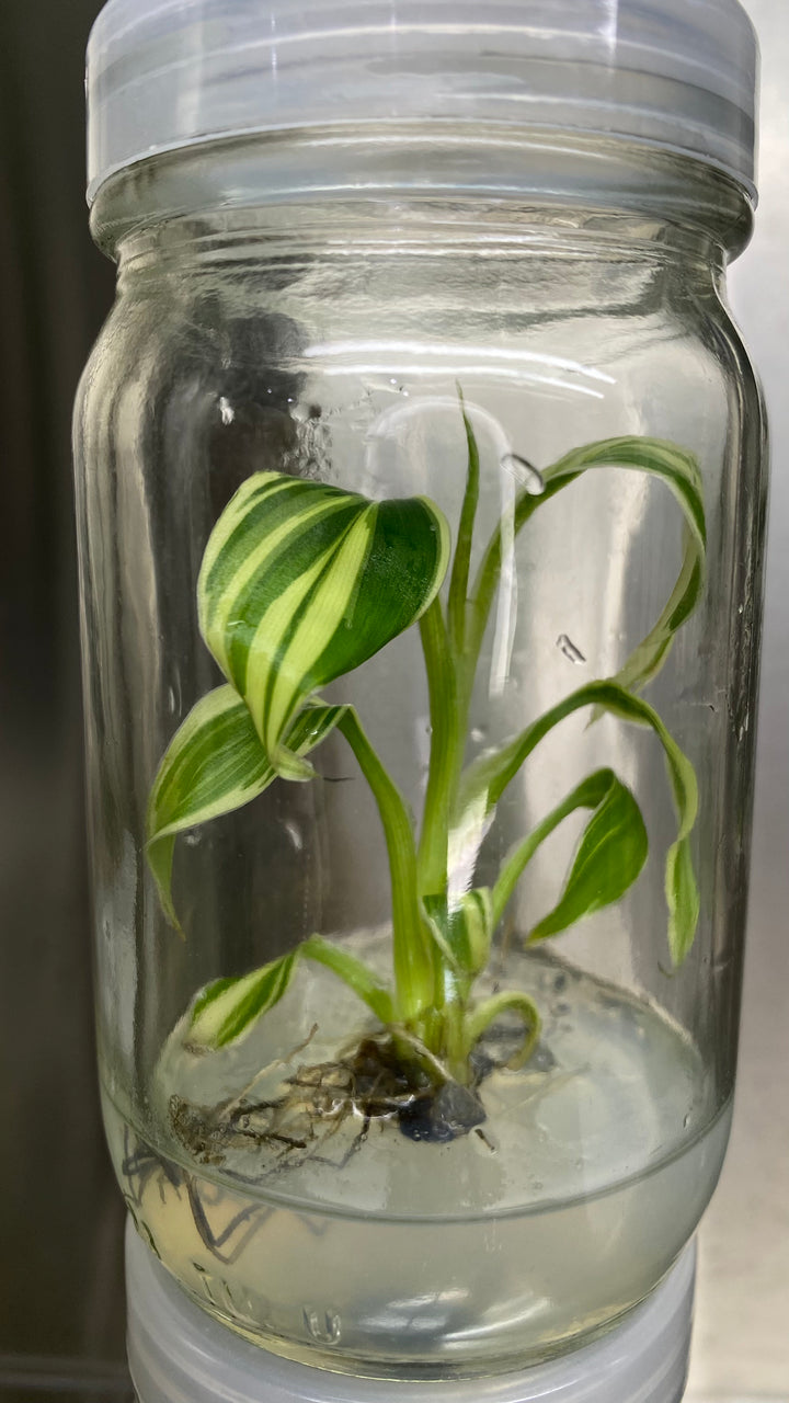 Musa "Nono" - Pink Variegated Banana Plantlet