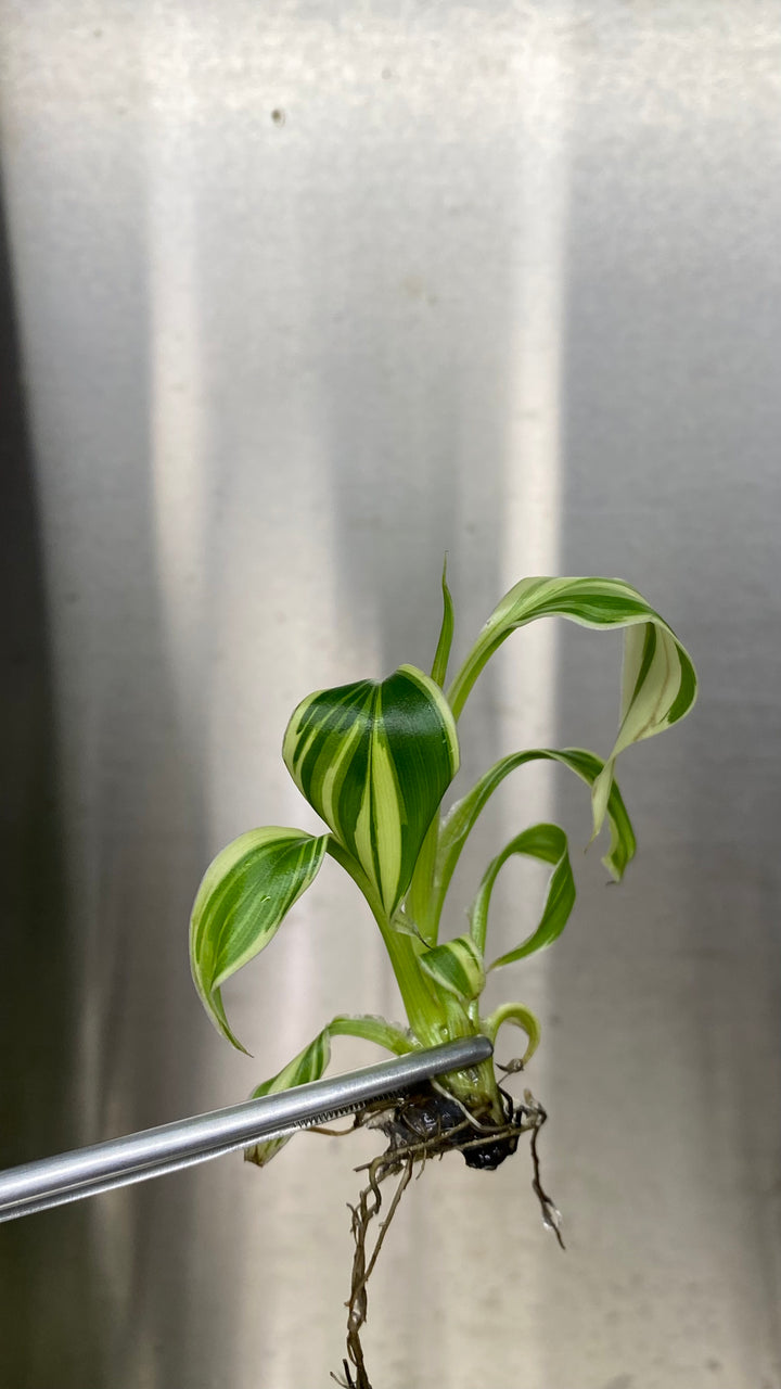 Musa "Nono" - Pink Variegated Banana Plantlet