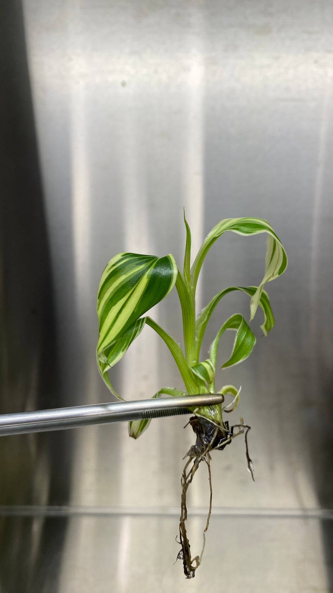 Musa "Nono" - Pink Variegated Banana Plantlet