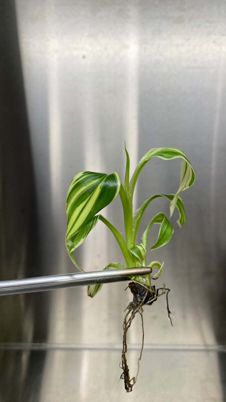 Musa "Nono" - Pink Variegated Banana Plantlet