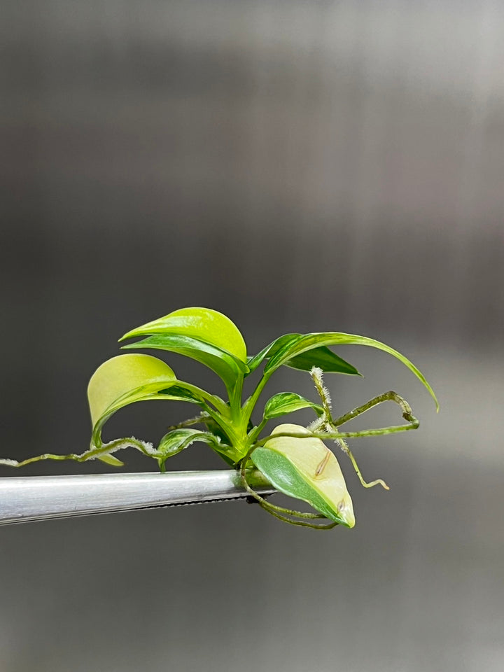 Philodendron (Bipennifolium) Violin Variegated Tissue Culture