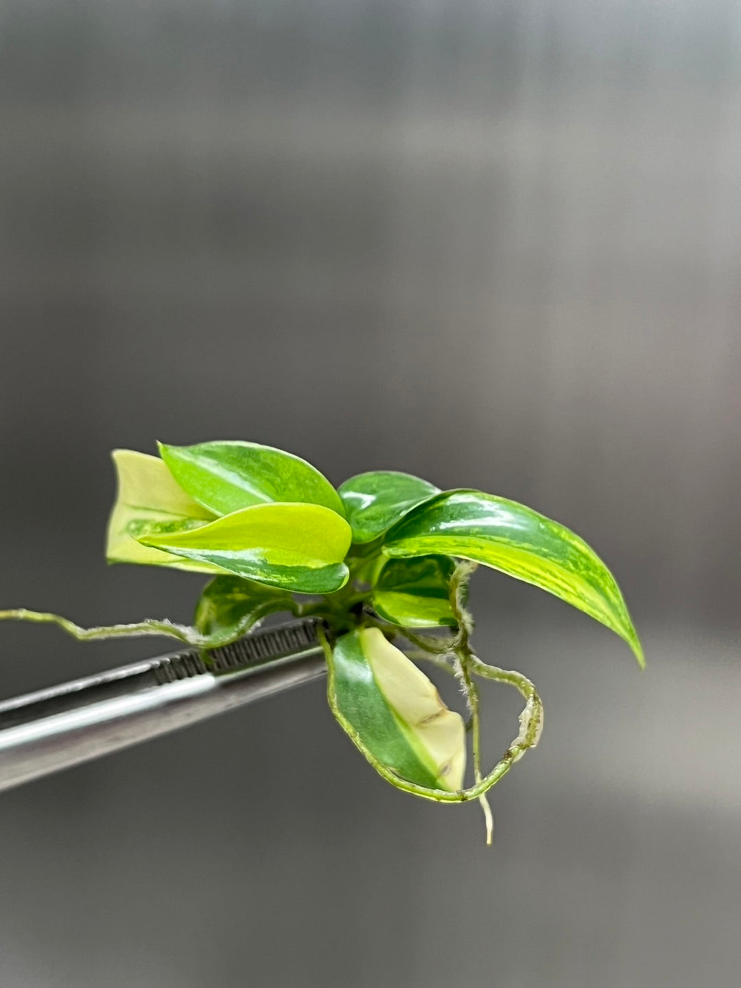 Philodendron (Bipennifolium) Violin Variegated Tissue Culture