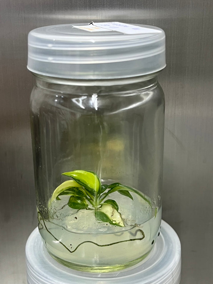 Philodendron (Bipennifolium) Violin Variegated Tissue Culture