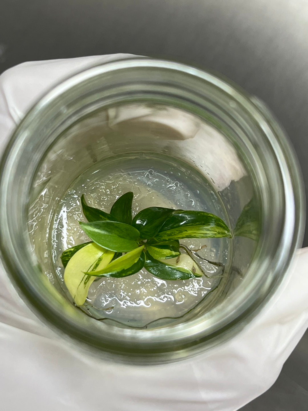 Philodendron (Bipennifolium) Violin Variegated Tissue Culture