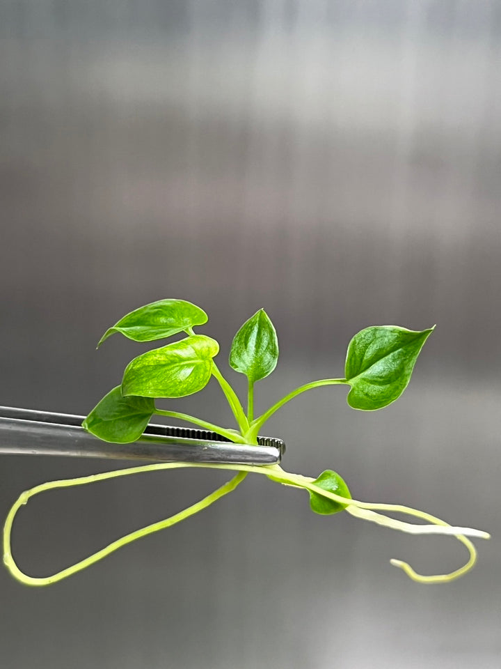 Philodendron Goeldii Mint tissue culture plant with spiraling stems in agar gel.