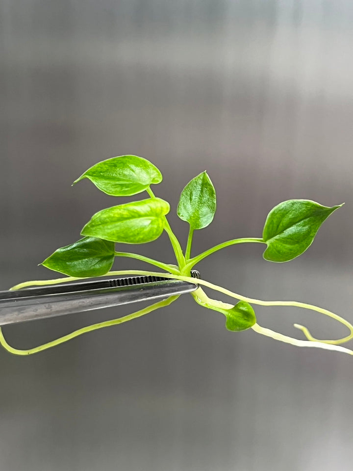 Philodendron Goeldii Mint tissue culture plant with spiraling stems, held with tweezers.