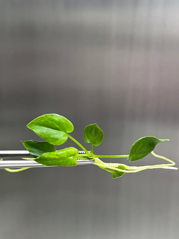 Philodendron Goeldii Mint tissue culture in agar gel, showcasing fresh green leaves and roots.