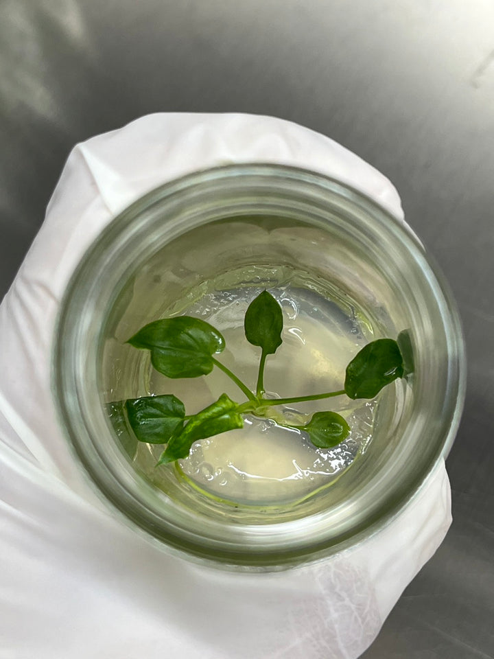 Philodendron Goeldii Mint tissue culture in agar gel, ready for acclimation.