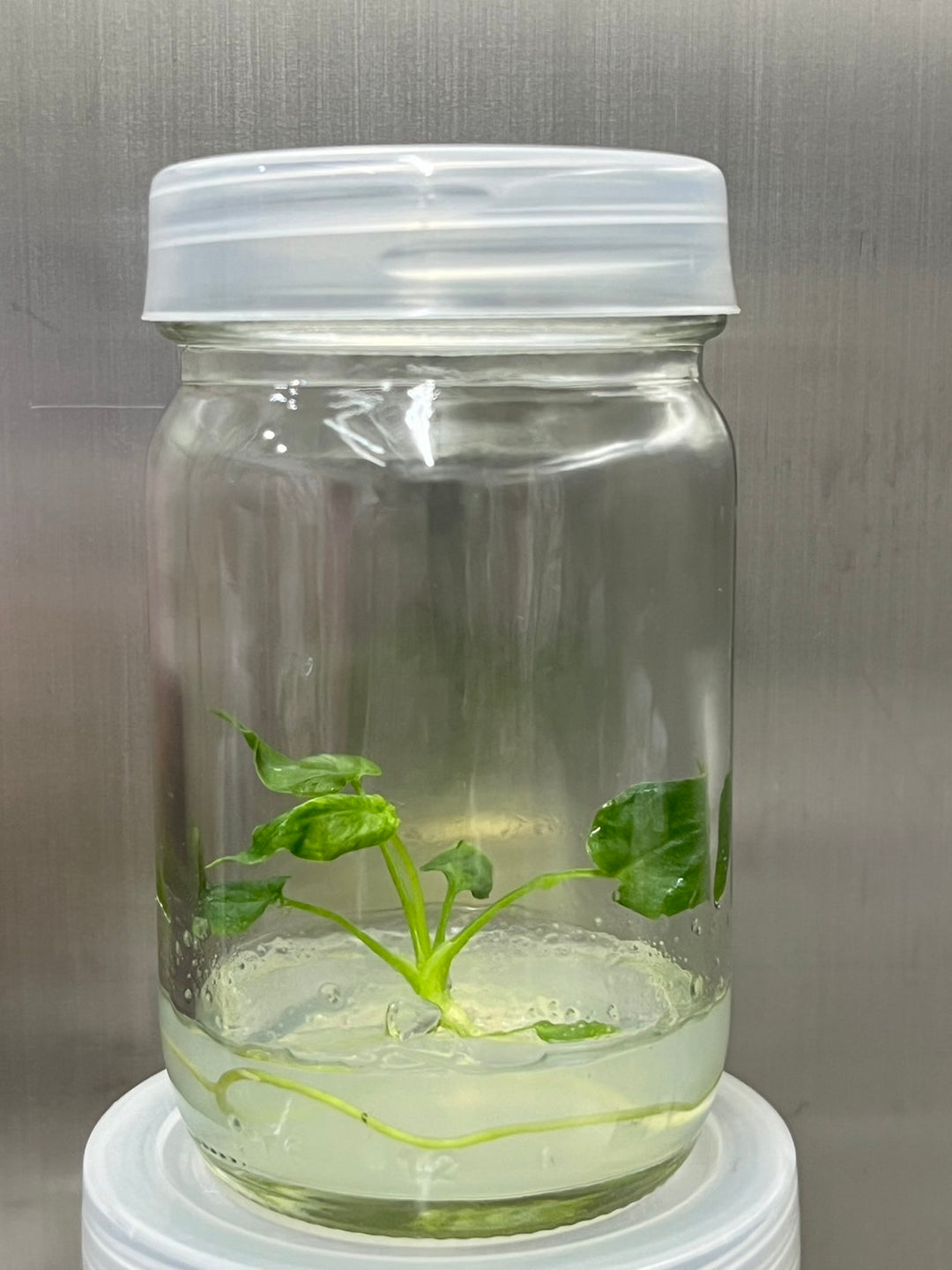 Philodendron Goeldii Mint tissue culture in jar with agar gel.