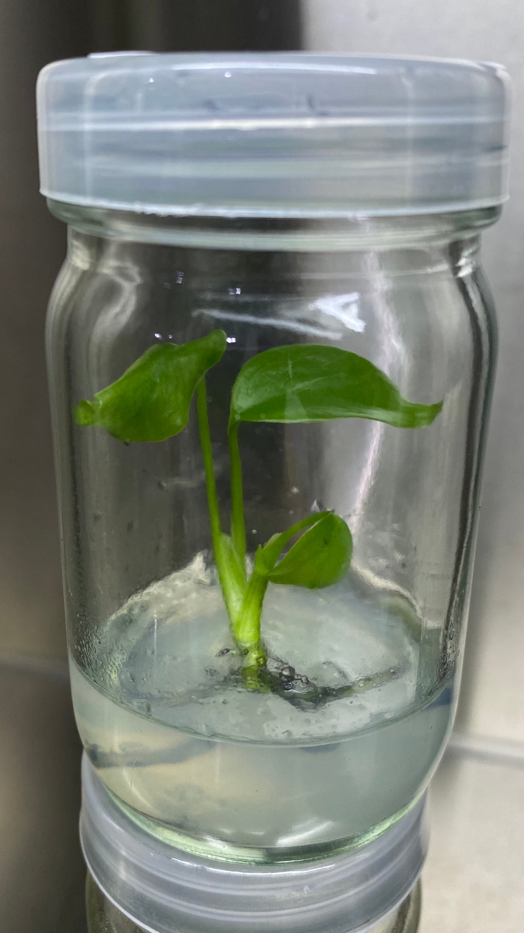 Monstera Deliciosa Sierrana Plantlet