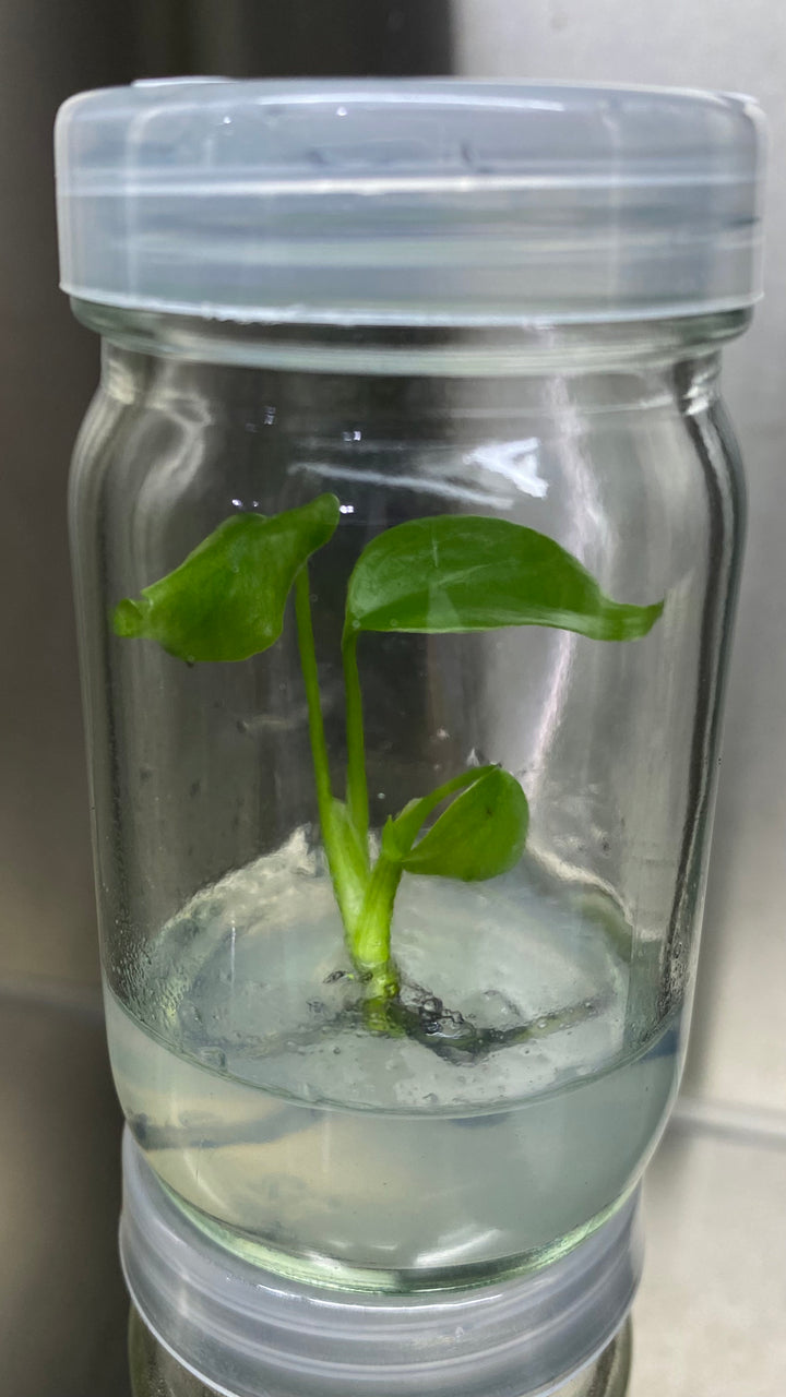 Monstera Deliciosa Sierrana tissue culture in agar gel inside a transparent jar.