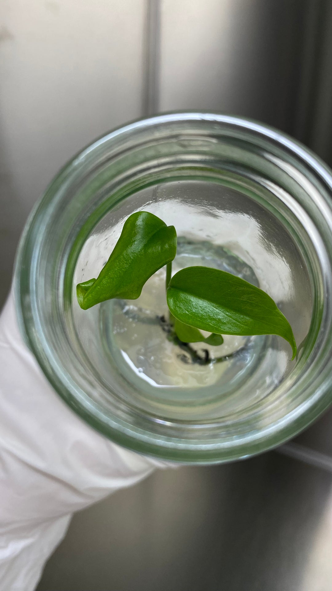 Monstera Deliciosa Sierrana tissue culture in agar gel in a glass container.