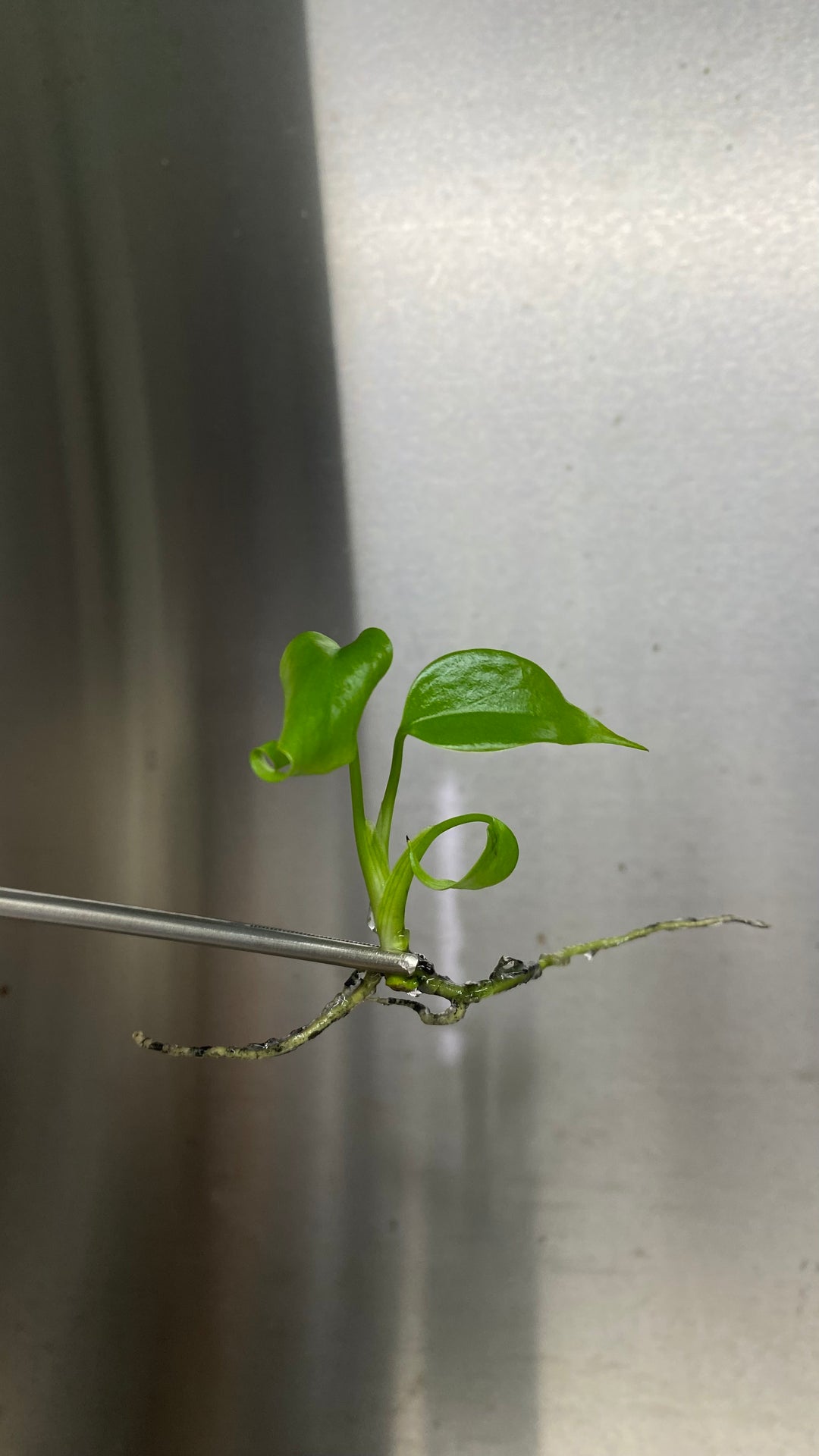 Monstera Deliciosa Sierrana Plantlet