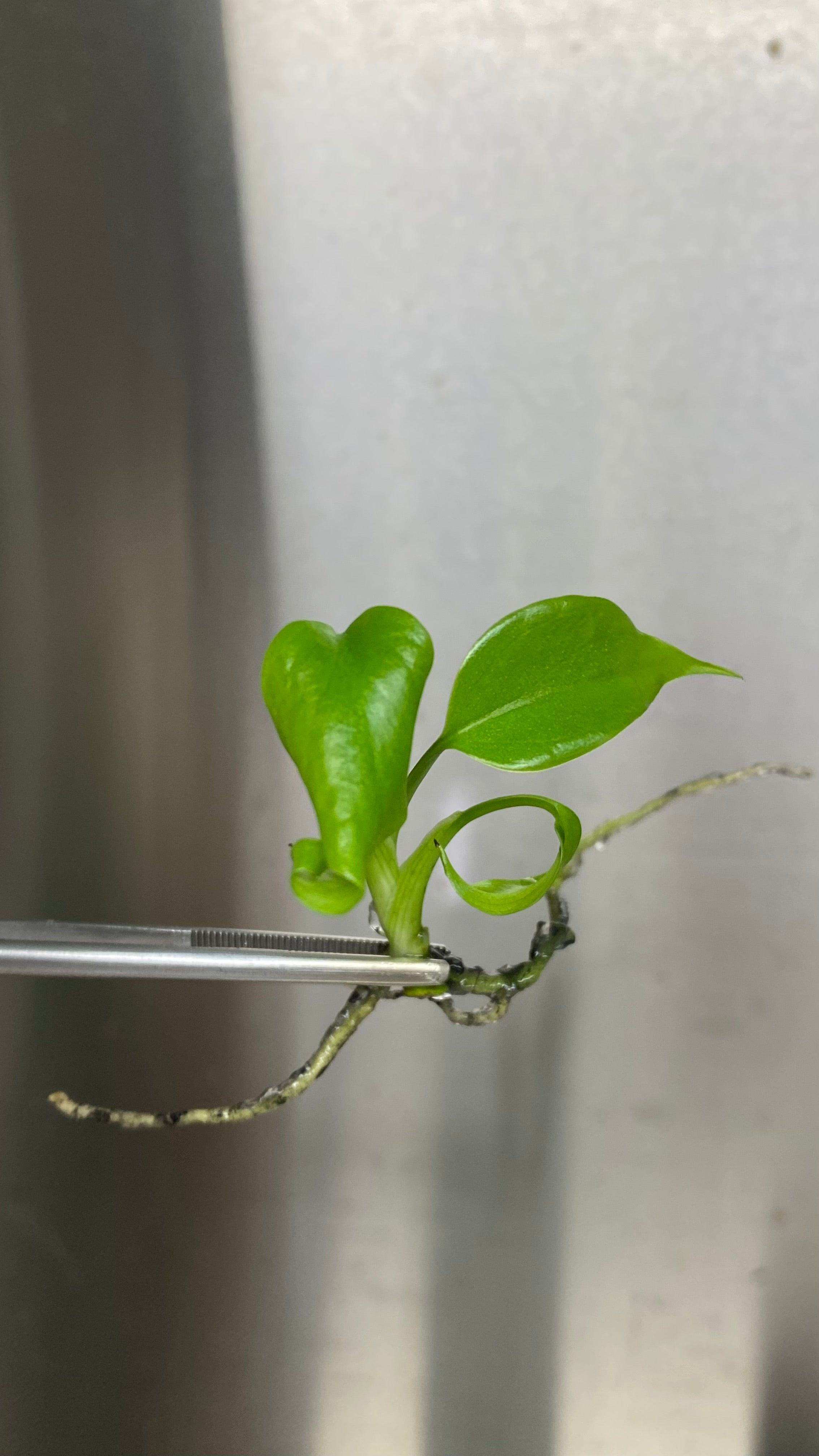 Monstera Deliciosa Sierrana Plantlet – Orange Lake Nursery