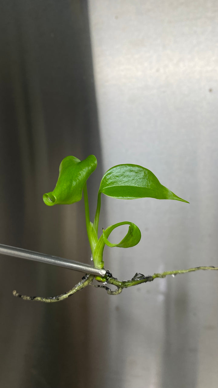 Monstera Deliciosa Sierrana tissue culture plant with young green leaves in agar gel.