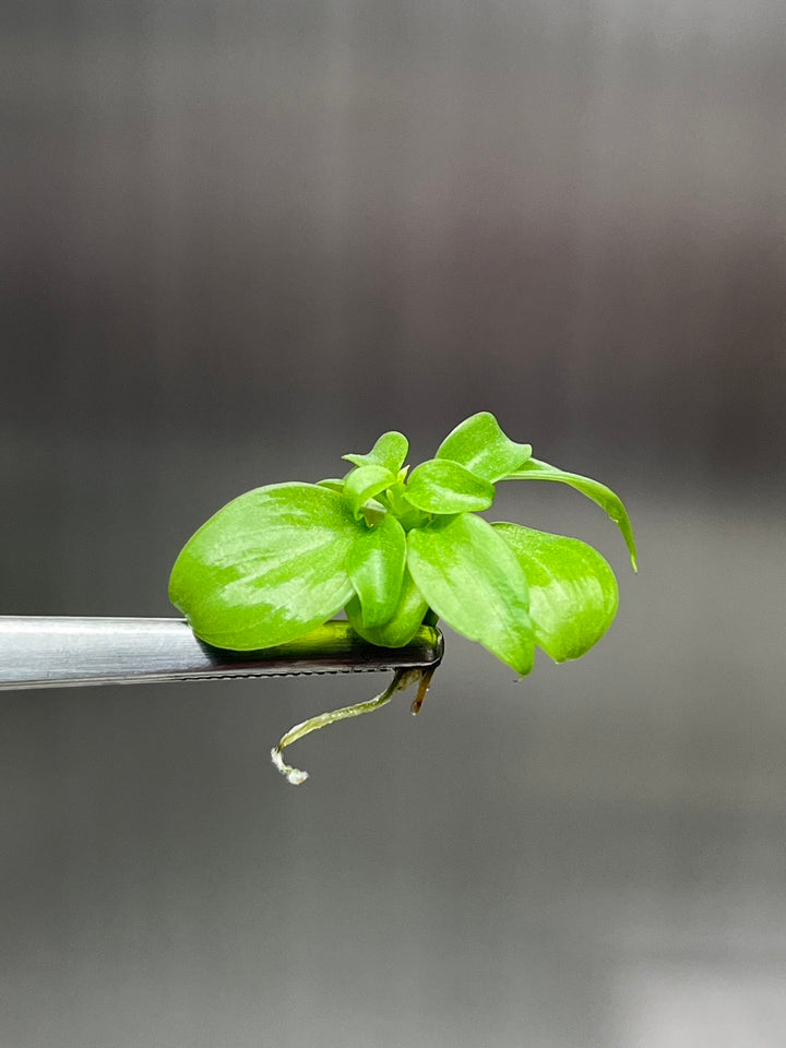 Philodendron El Choco Red tissue culture plantlet held by tweezers.