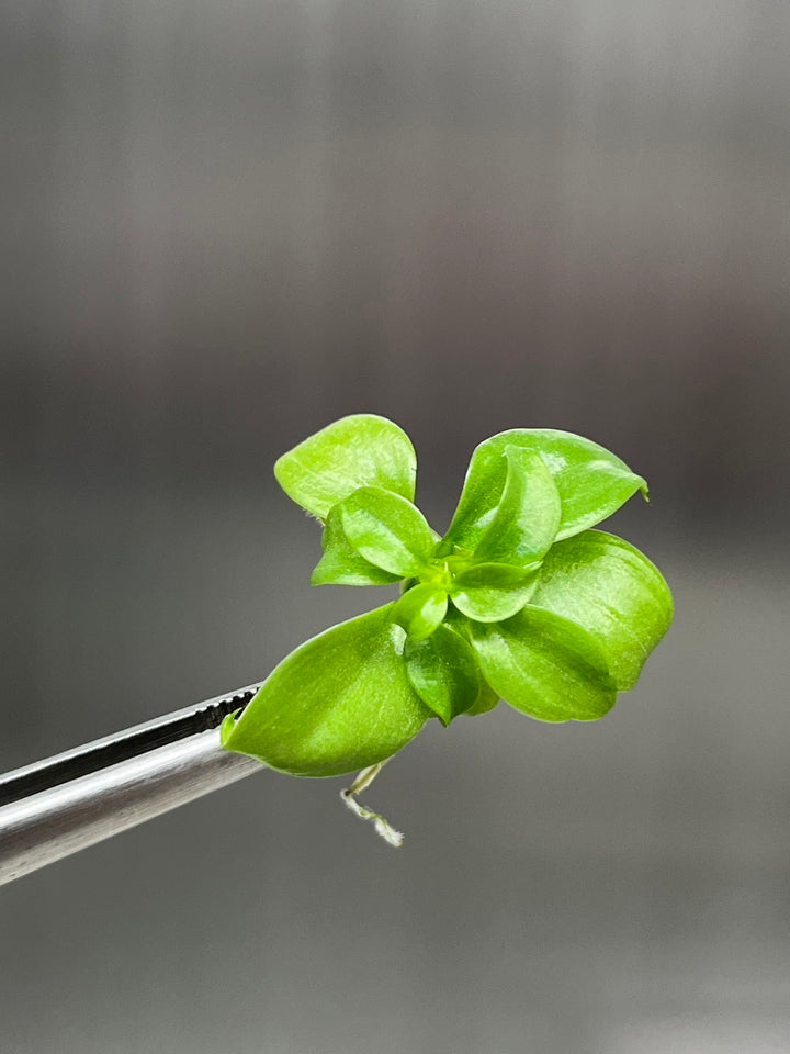 Philodendron El Choco Red tissue culture in agar gel, showcasing vibrant green leaves.