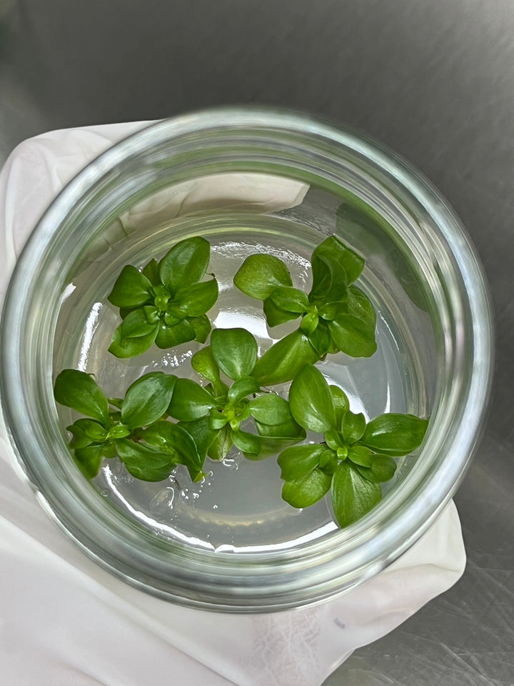 Philodendron El Choco Red tissue cultures in agar gel for acclimation.