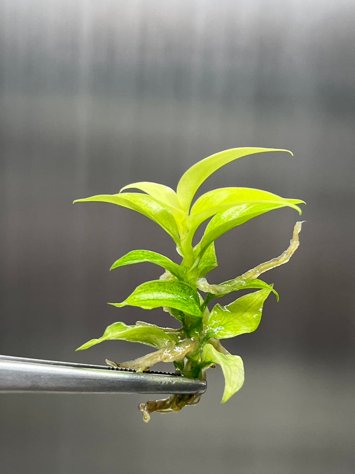 Philodendron Florida Ghost Plantlets