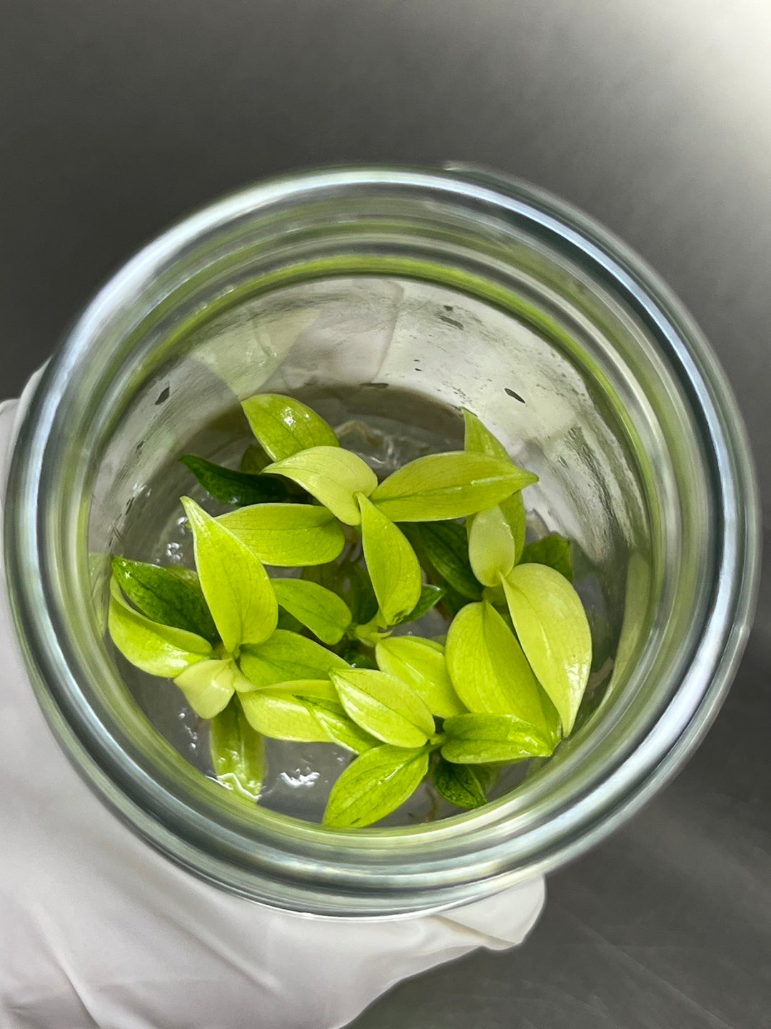 Philodendron Florida Ghost Plantlets