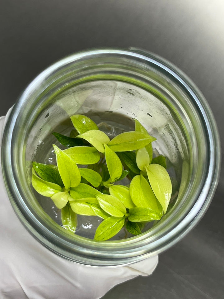 Philodendron Florida Ghost Tissue Culture in agar gel inside a glass jar.