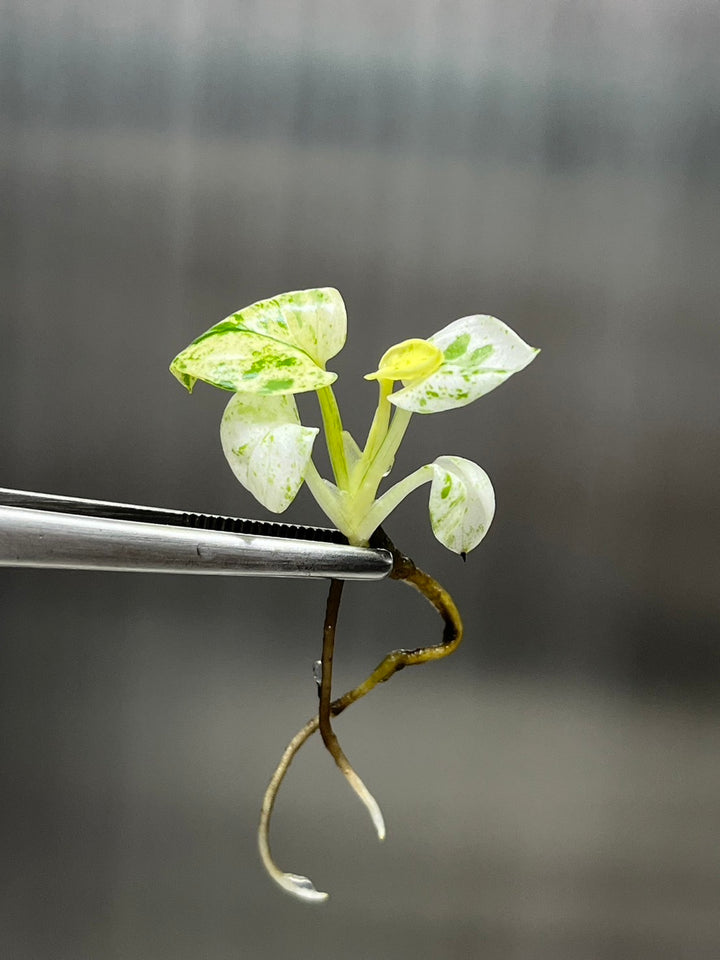 Epipremnum Marble Tissue Culture