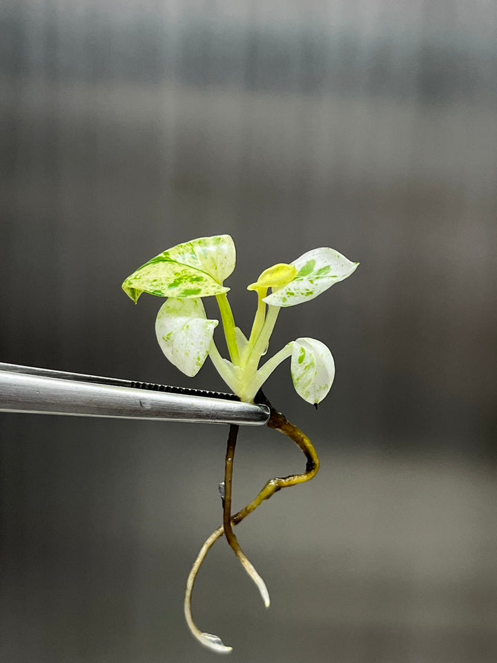 Epipremnum Marble Tissue Culture