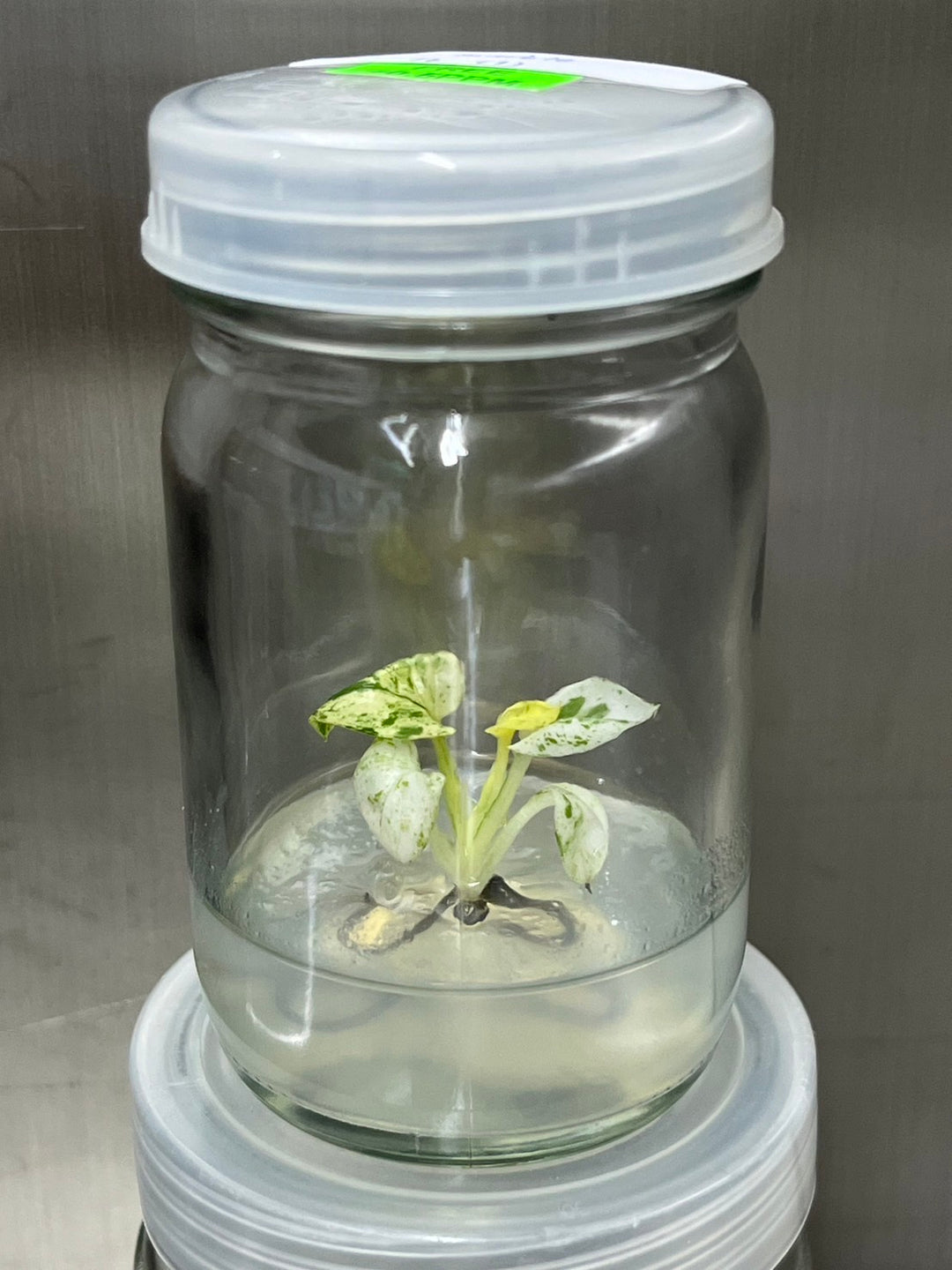 Epipremnum Marble Tissue Culture