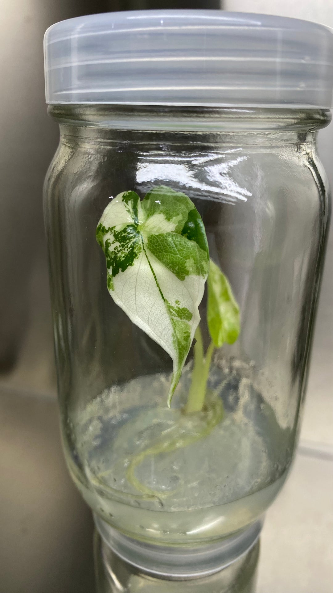 Alocasia Variegated Dragon Scale tissue culture in jar with agar gel.