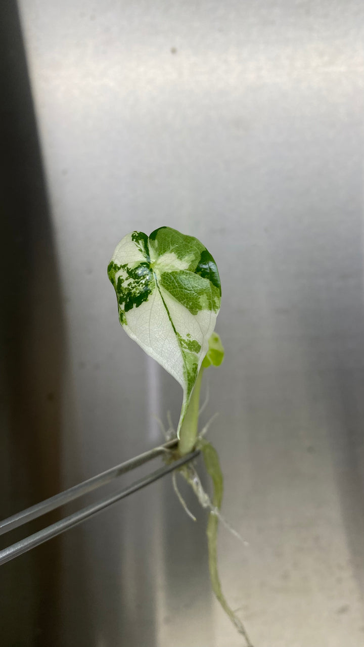 Alocasia Variegated Dragon Scale Plantlet