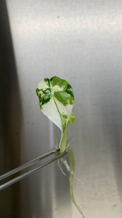 Alocasia Variegated Dragon Scale Plantlet (1)