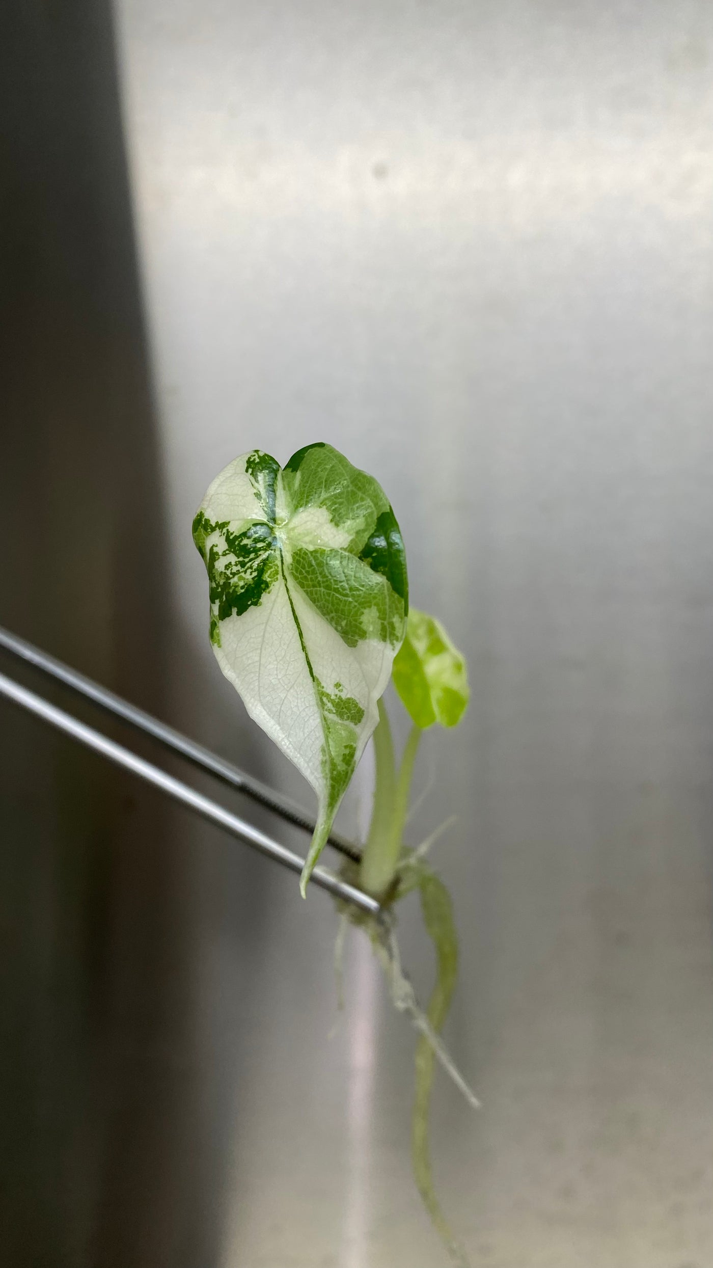 Alocasia Variegated Dragon Scale Plantlet (1)