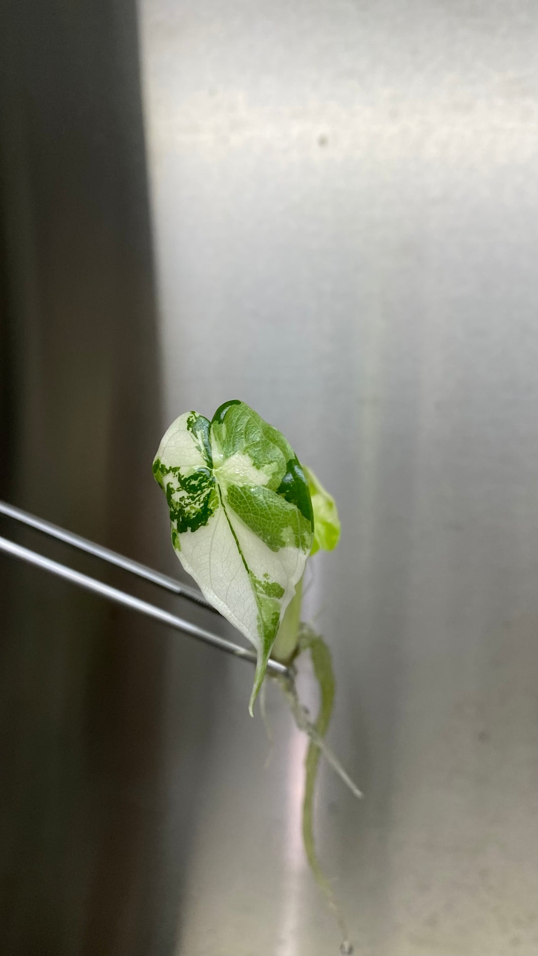 Alocasia Variegated Dragon Scale tissue culture with variegated leaf in agar gel, ready for acclimation.