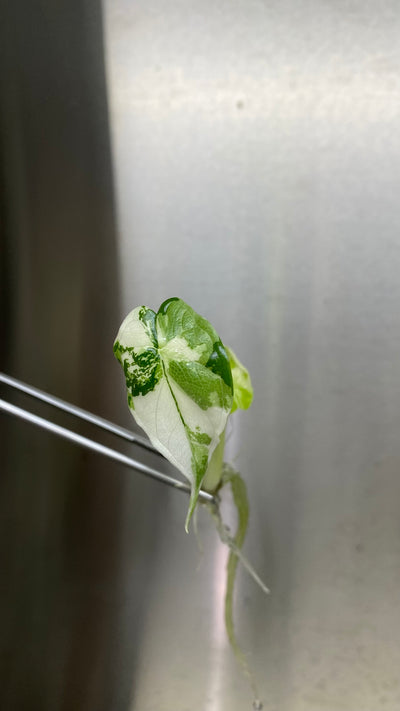 Alocasia Variegated Dragon Scale Plantlet (1)