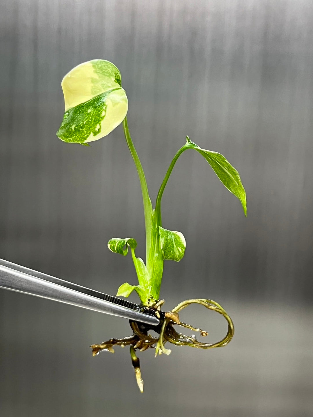 Monstera Thai Constellation tissue culture with variegated leaves in agar gel, ready for acclimation.