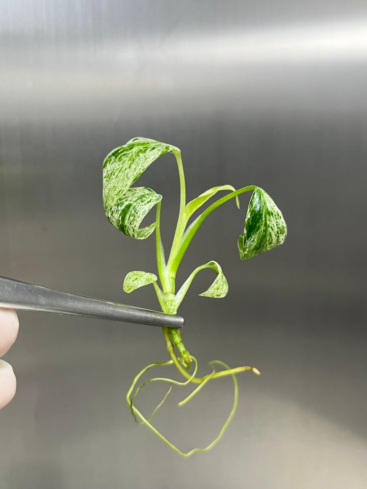 Epipremnum Giganteum Marble Tissue Culture