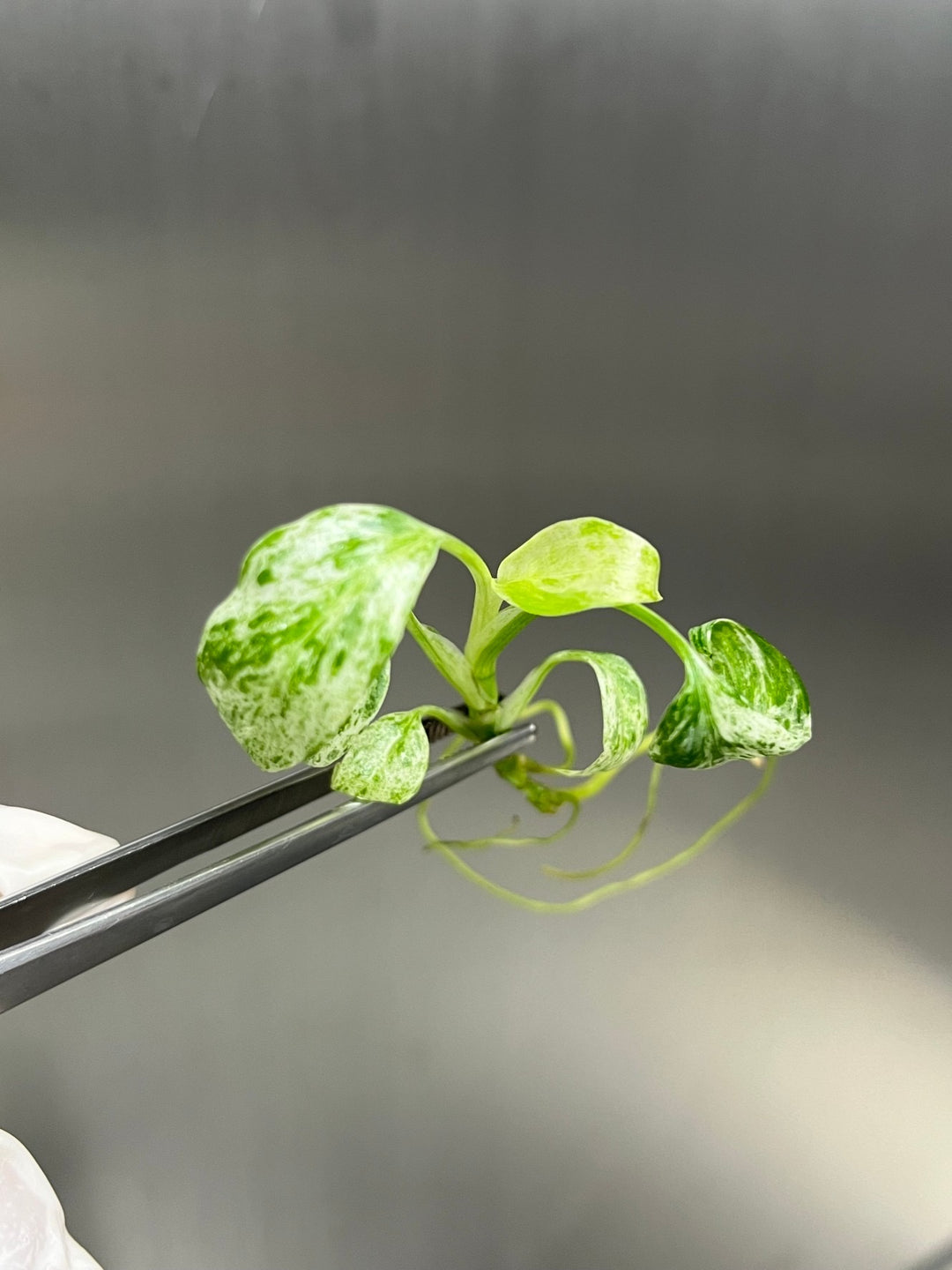 Epipremnum Giganteum Marble Tissue Culture